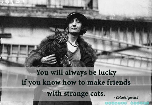 cat proverb